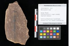 Foto (Objekt + Etikett) von Myrica lignitum Unger (NHMW-GEO-2024-0188-0574)